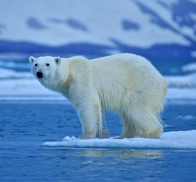 ice bed